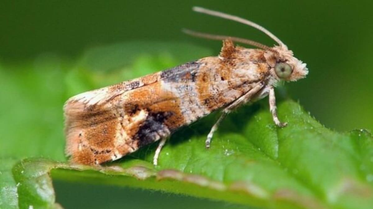 Un proyecto riojano utiliza la IA para controlar presencia la Polilla del Racimo sin tener que ir a la viña