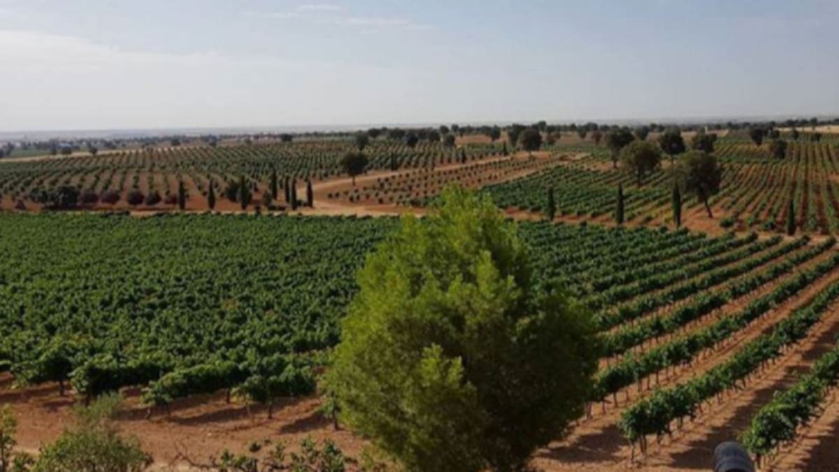 DO Uclés se actualiza: nuevos espumosos, variedades y más territorio