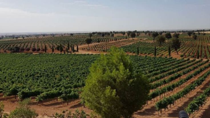 DO Uclés se actualiza: nuevos espumosos, variedades y más territorio