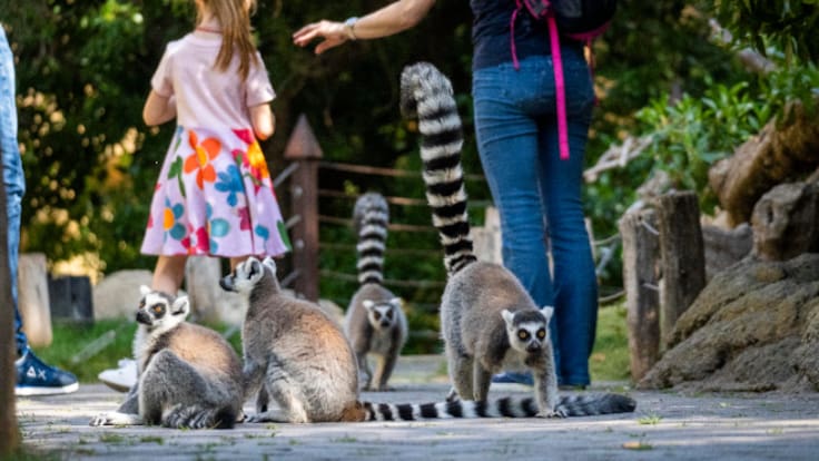 Entrevista a Miguel Casares, con motivo del 18 aniversario del Bioparc