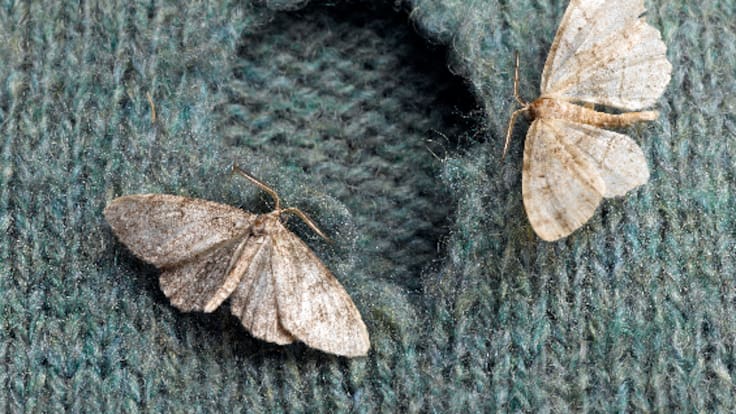 La curiosa forma de ligar de las polillas