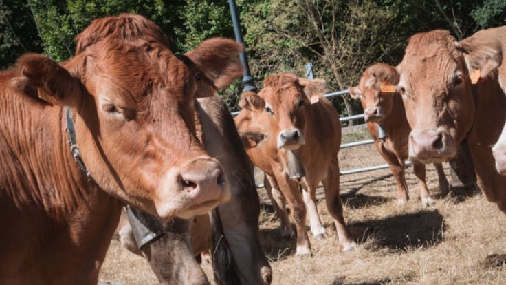 Entrevista con Noemí Manzanos, consejera de Agricultura y Ganadería (21/02/2026)