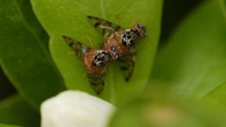 El comportamiento homosexual entre distintos insectos