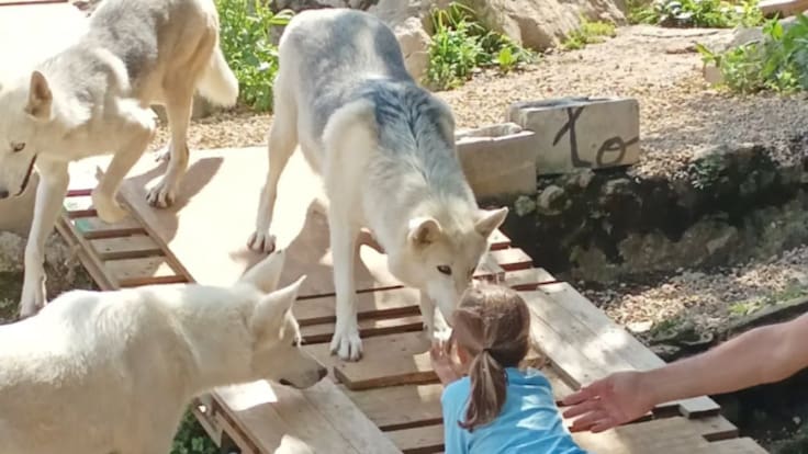 Luis Melgosa: "Los lobos tienen un sexto sentido para las personas dañadas"