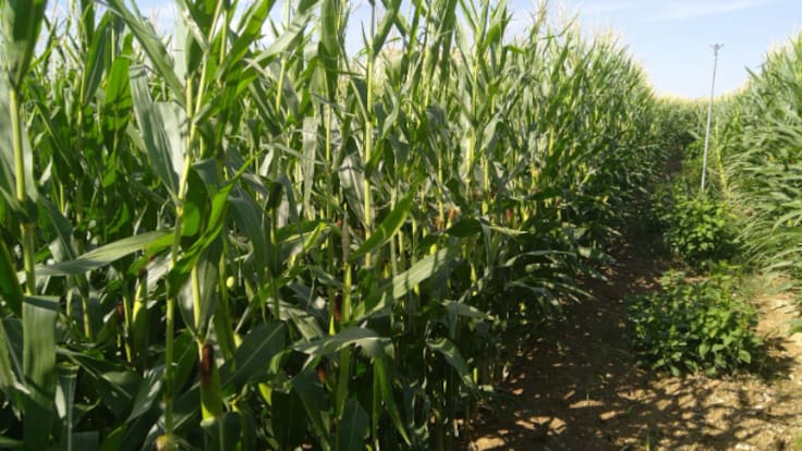 SER de Campo aborda la relevancia del cultivo de maíz y los riesgos y amenazas que afronta