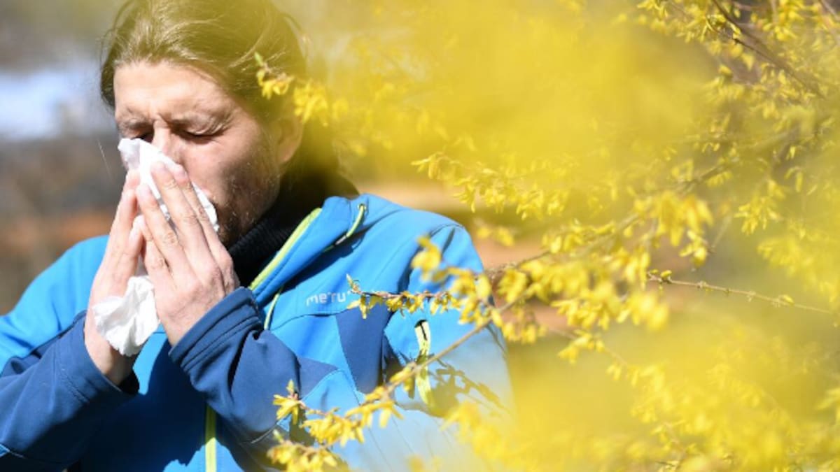 Así están los niveles de polen en Málaga