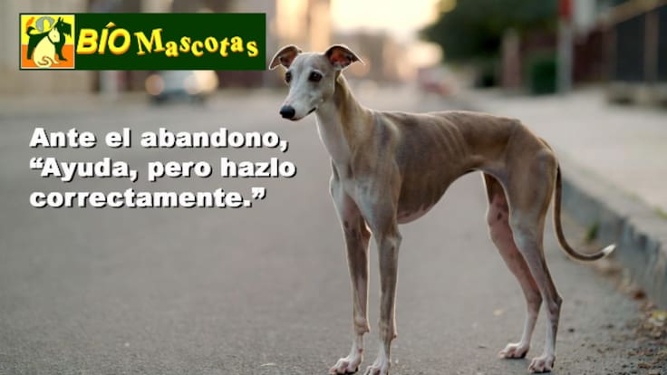 Cómo actuar correctamente si encuentras a un perro abandonado