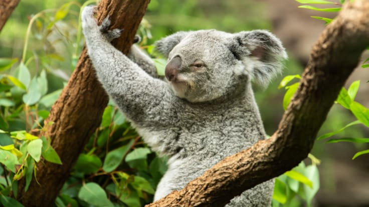 Las ITS en el reino animal y por qué son especialmente preocupantes en el caso de los koalas