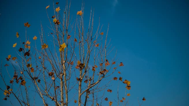 De temporada: Què són les hores fred?