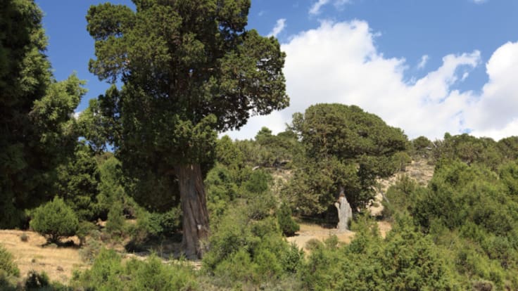 Radio Lindo | El bosque del año