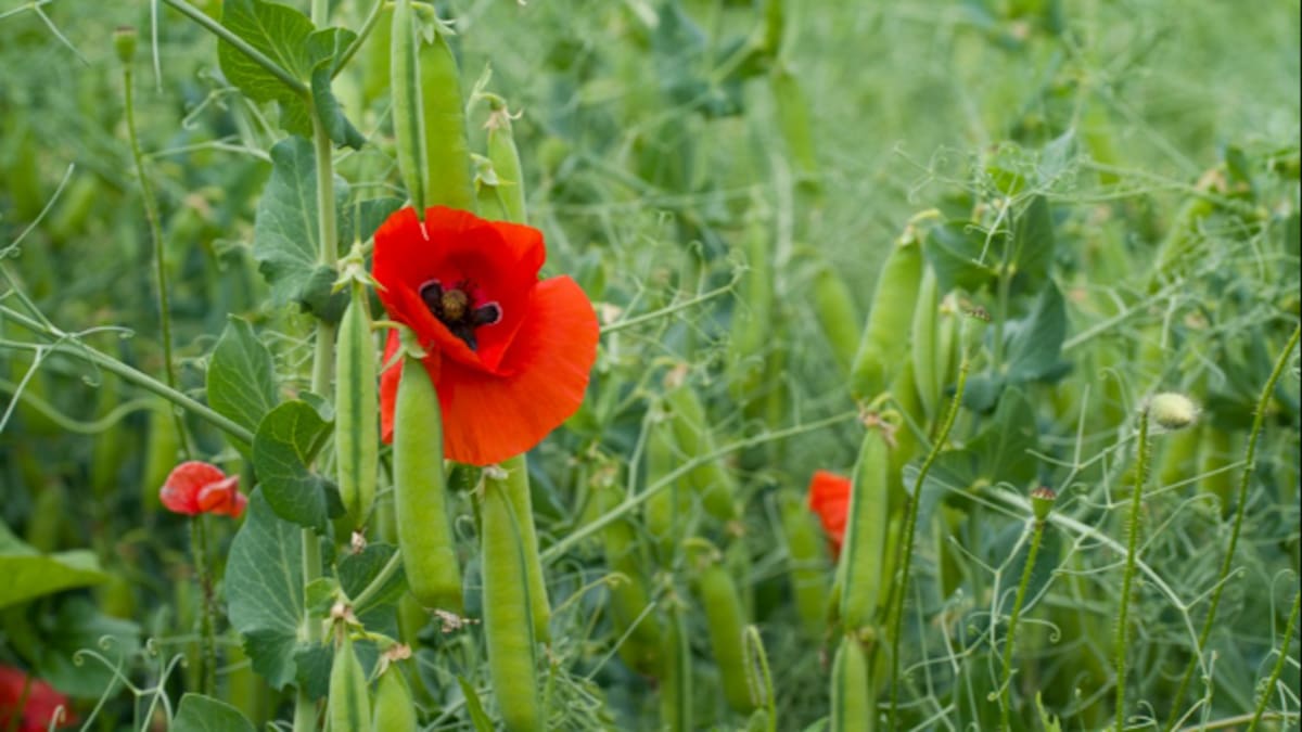 La Llavor 28-02-2026