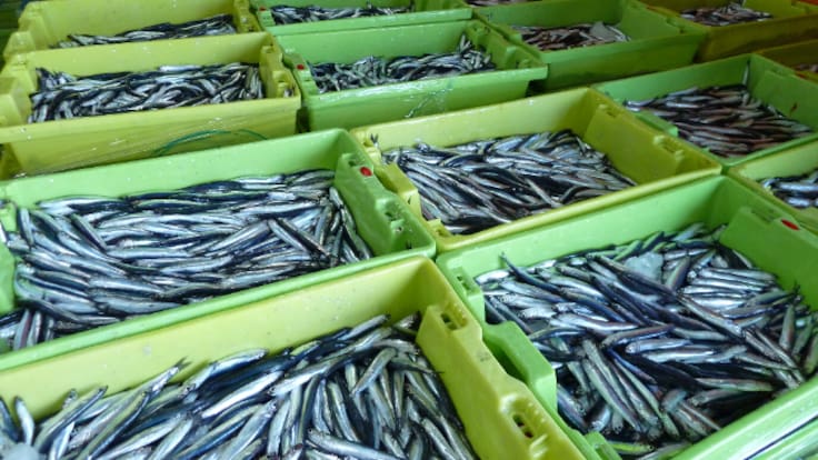 César Nates: "La costera del bocarte comenzará el lunes 2 de marzo"