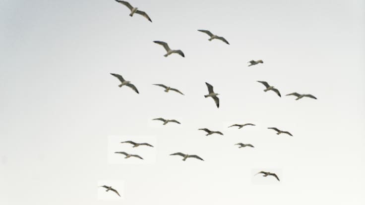 Villareal de San Carlos (Cáceres)