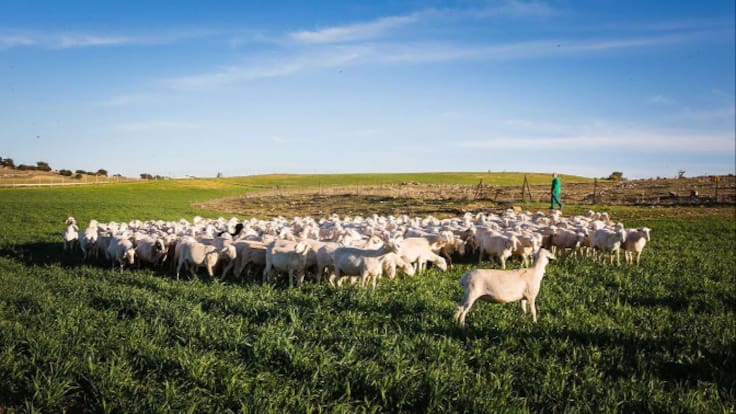 Ganadería y pastoreo, memoria viva de Cuenca: pasado, declive y futuro