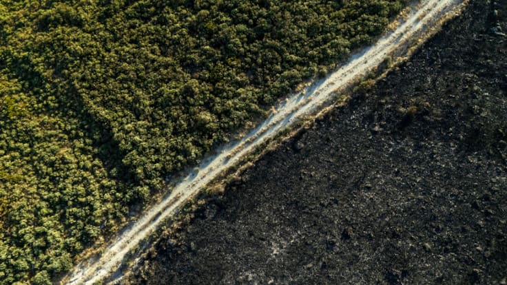 Madera, fuego y memoria: tres arquitectos visibilizan la tragedia forestal en los bosques gallegos