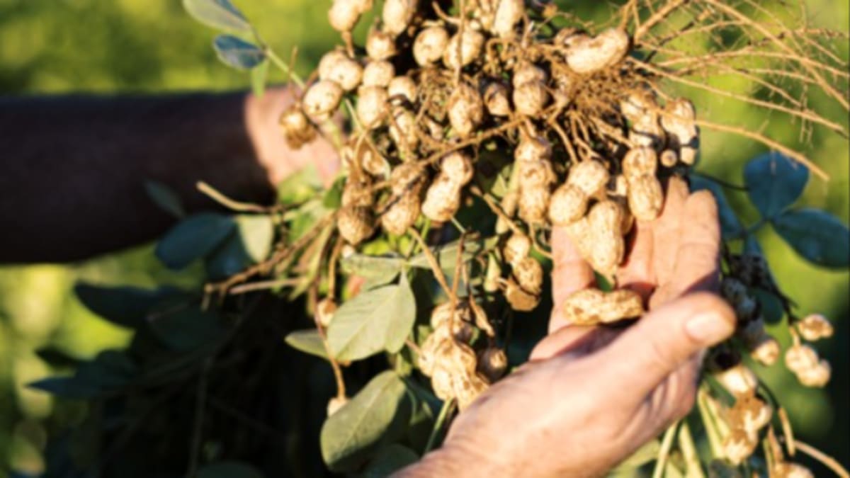 La Llavor 06-03-2026