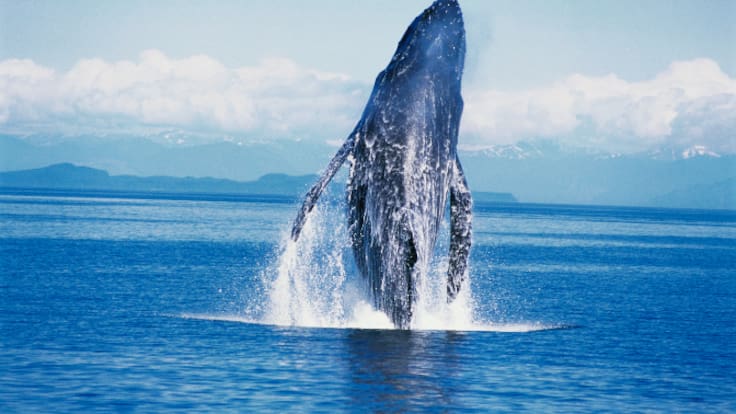 Avistamiento de ballenas por revoluciones: la técnica para disfrutar de cetáceos de forma no intrusiva