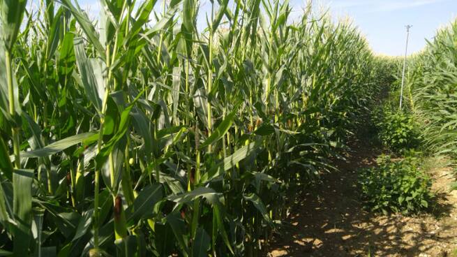 SER de Campo- Campaña de Riego