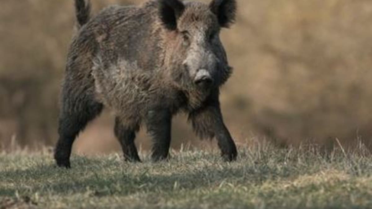 Los vecinos del Real de Gandia conviven con jabalíes en pleno centro