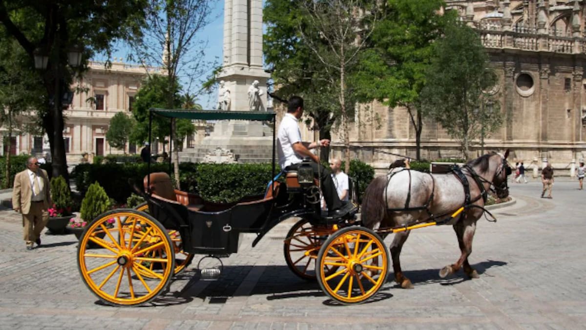Indignación entre los cocheros de caballo ante la posible limitación de circulación en hora punta: "Más perjudica el tranvía"