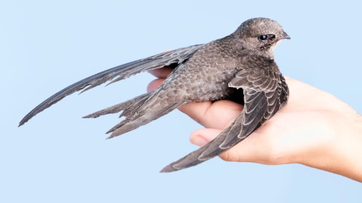 Entrevista a Maleni Olivo, coordinadora SOS Vencejos RM