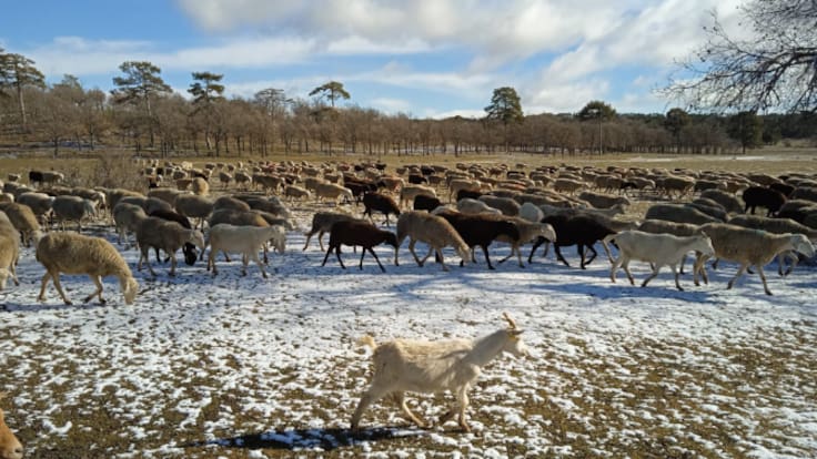 El mundo pastoril centra el foro ecológico en la Serranía de Cuenca
