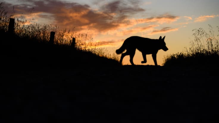 La ganadería reclama "medidas urgentes" para evitar los ataques del lobo en La Rioja