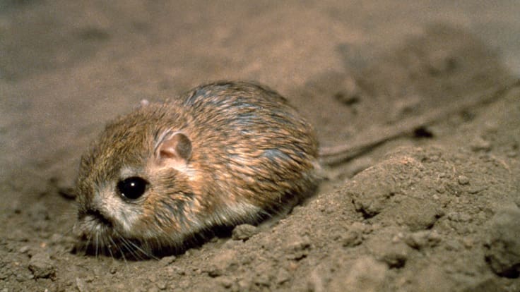 El increíble caso de la rata canguro: el animal que puede pasarse toda la vida sin beber agua