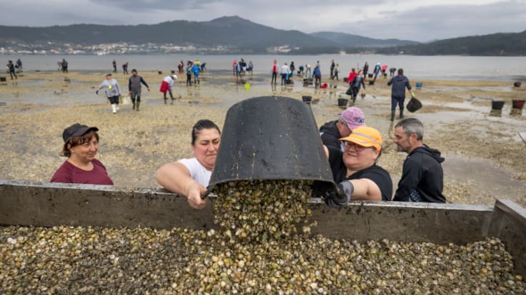 El sector marisquero gallego, al borde del abismo: "Está siendo un año infernal, no pueden venirnos más cosas malas"