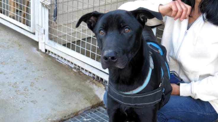 SOS CANYA necesita nuestra ayuda