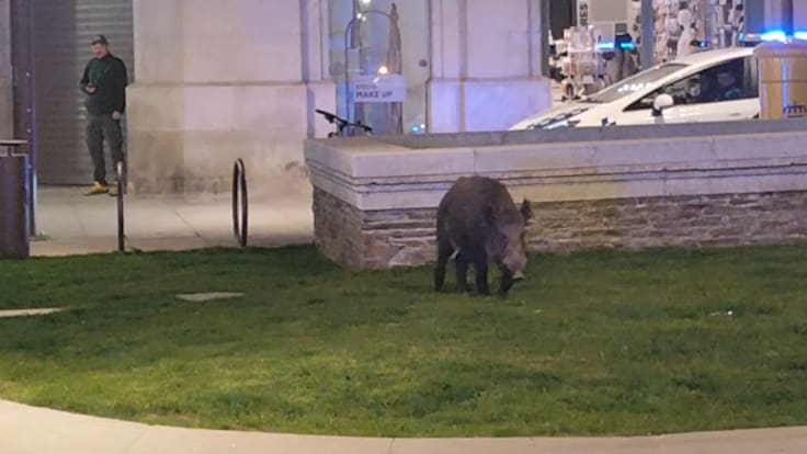 Un jabalí se pasea tranquilamente por el centro de Lugo: ¿por qué se sienten tan cómodos en las ciudades?