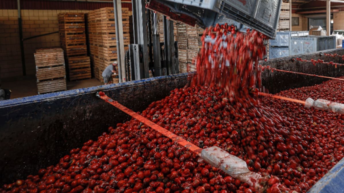 Cuando la lías haciendo la compra online: el error por el que Adriana Mourelos acabó cocinando 60 tomates en una sola tarde