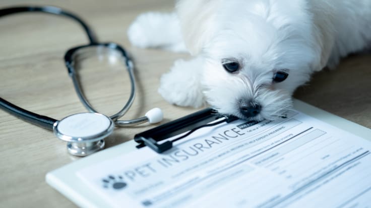 Ser Consumidor: Seguros veterinarios