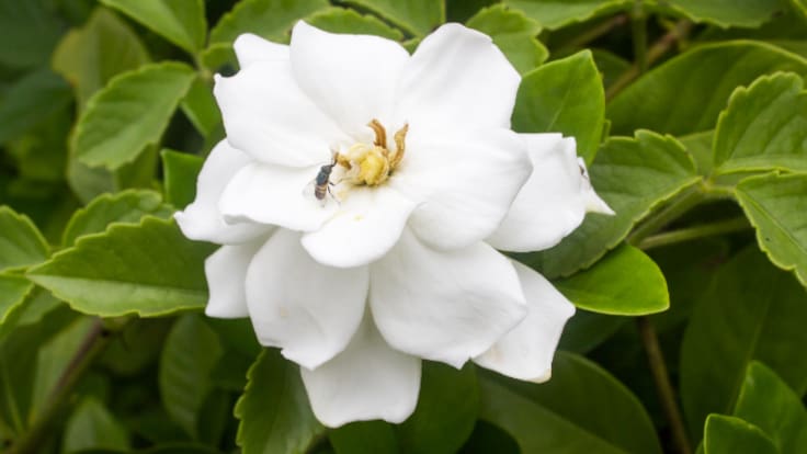 Los secretos de la gardenia, el arbusto que huele mejor que el jazmín
