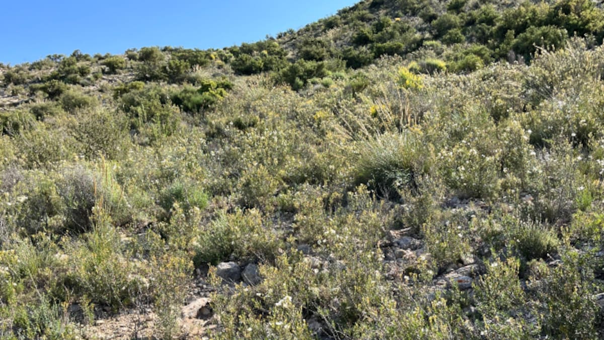 Ana Juan nos muestra la riqueza natural de Elda.