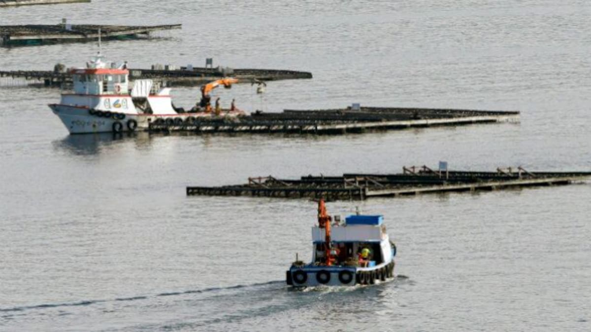 Historias de Galicia: El origen de las bateas