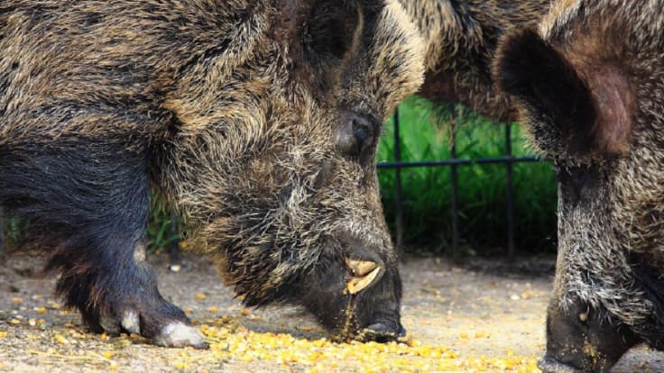 La caza, aliada “esencial” de la agricultura y la ganadería