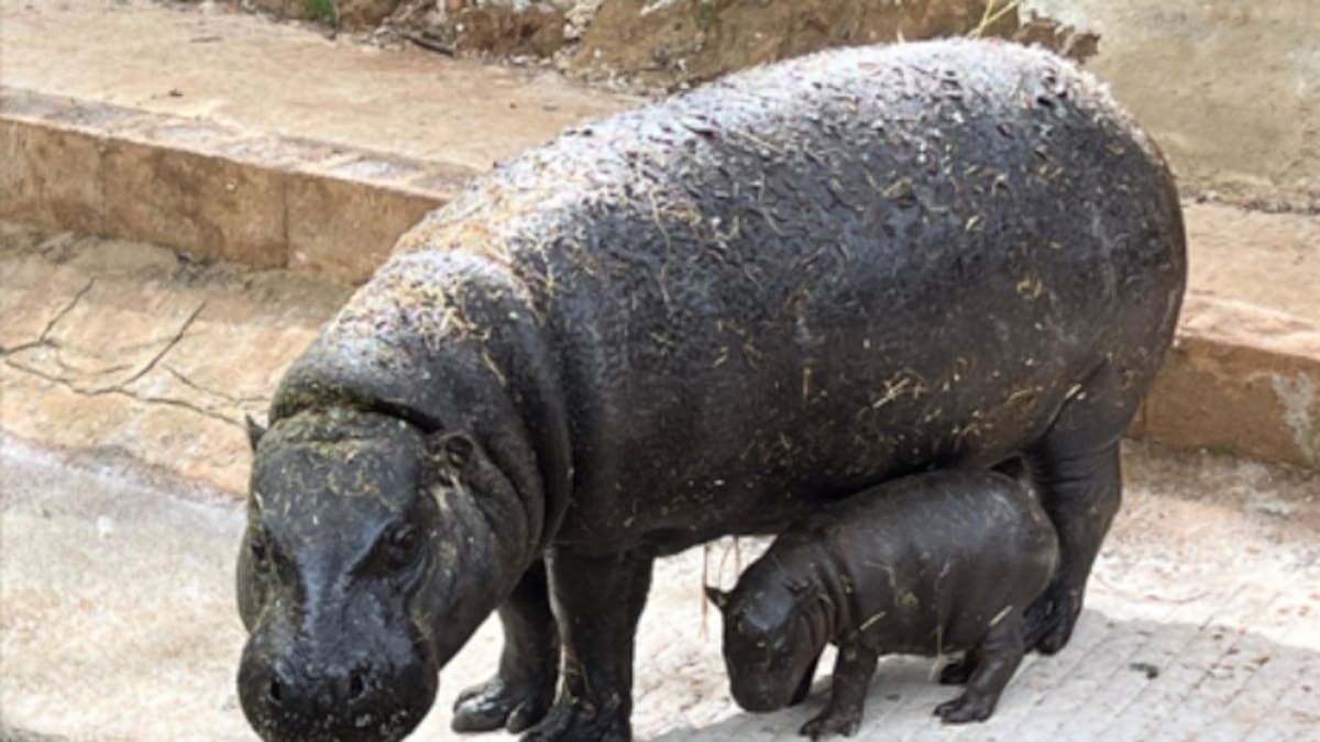 Santiago Borrágan, veterinario de Cabárceno: "El cambio de macho ha supuesto un antes y un después para lograr este hito"