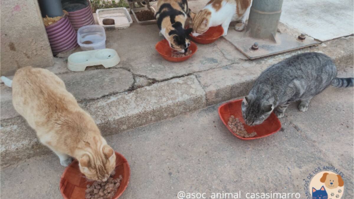 Entrevista con la presidenta de la Asociación Amigos de los Animales de Casasimarro, Laura Francés