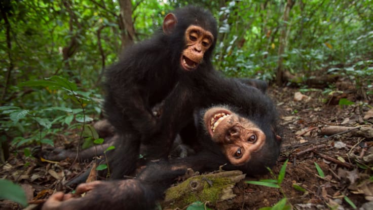 Estalla una guerra civil entre chimpancés: divisiones y violencia