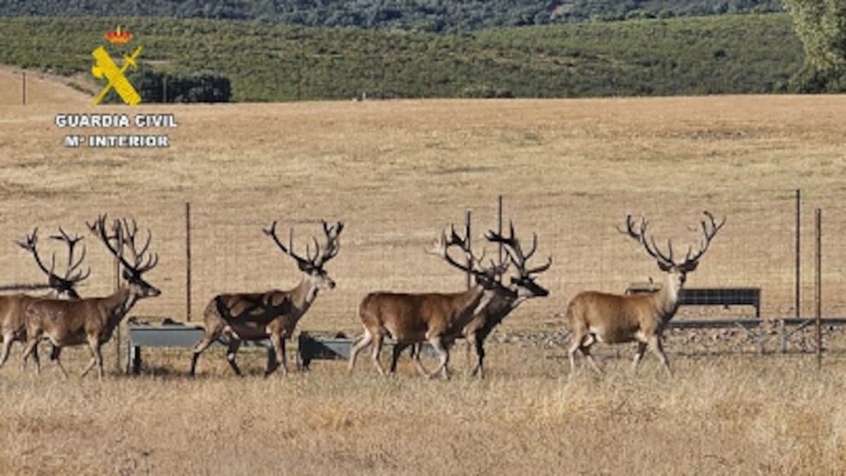 Emergencia Cinegética en Carbajales de Alba