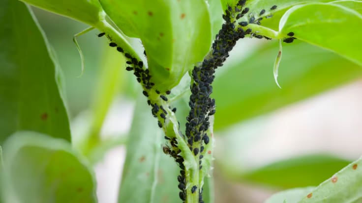Plácido Pérez-Chuecos, presidente de COAG en Lorca