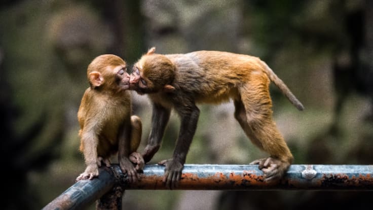 Beneficios psicológicos y efectos biológicos de los besos