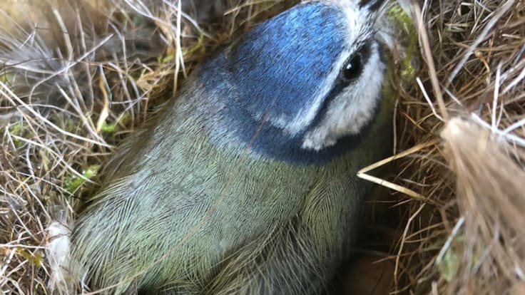 Nómada del viento: El calor que da vida a las aves (14/04/2026)