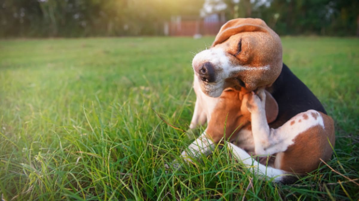 Entrevistamos a Damián Pardo, CEO de QAnimals