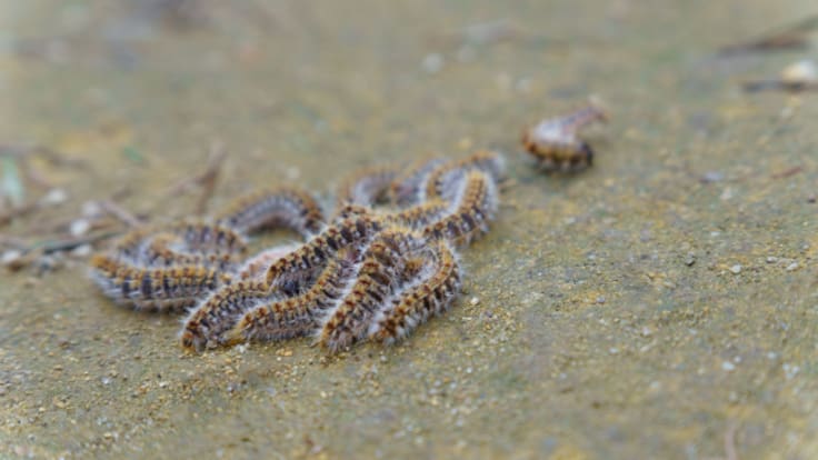Entrevista con el veterinario clínico, Francisco Jesús Almodóvar