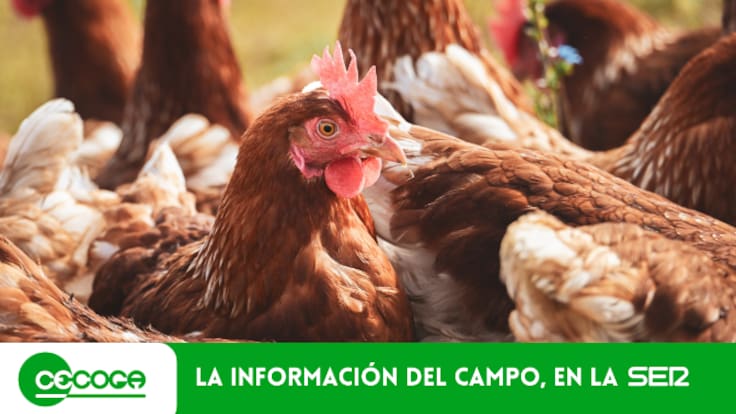 Agrocecoga - 20 abril