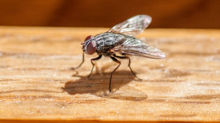 La mosca soldado negra, el insecto que podría solucionar el desperdicio alimentario