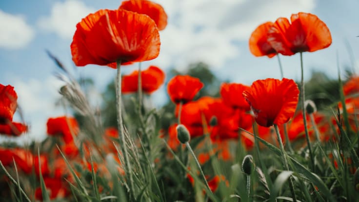 Meteorología Leonesa: La ausencia de heladas dispara la temperatura media de León (21/04/2026)
