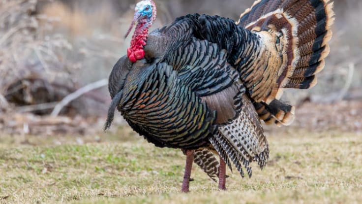 Nómada del viento: Pájaros en la cabeza...y en el lenguaje (21/04/2026)